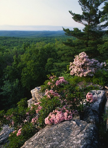 Mountain Laurel, High Point State Park, Sussex County, NJ (MF).jpg Mountain Laurel, High Point State Park, Sussex County, NJ (MF).jpg